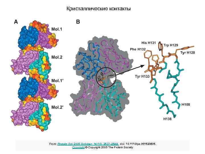 Кристаллические контакты From: Protein Sci. 2005 October; 14(10): 2537– 2549. doi: 10. 1110/ps. 051520605.