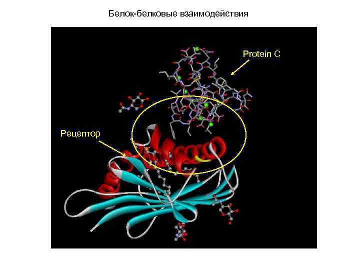 Белок-белковые взаимодействия Protein C Рецептор 
