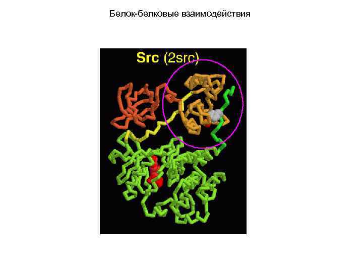 Белок-белковые взаимодействия 