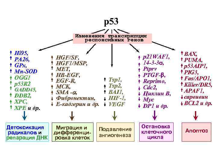 р53 Изменения транскрипции респонсивных генов Hi 95, PA 26, GPx, Mn-SOD OGG 1 p