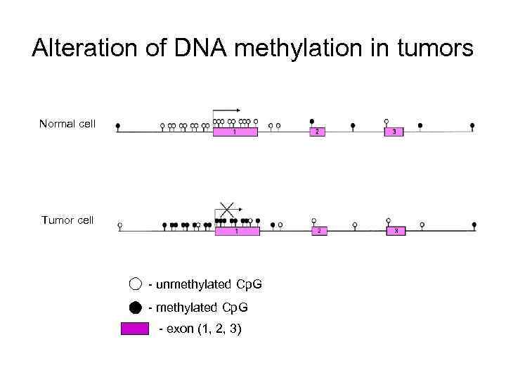 Alteration of DNA methylation in tumors Normal cell Tumor cell - unmethylated Cp. G