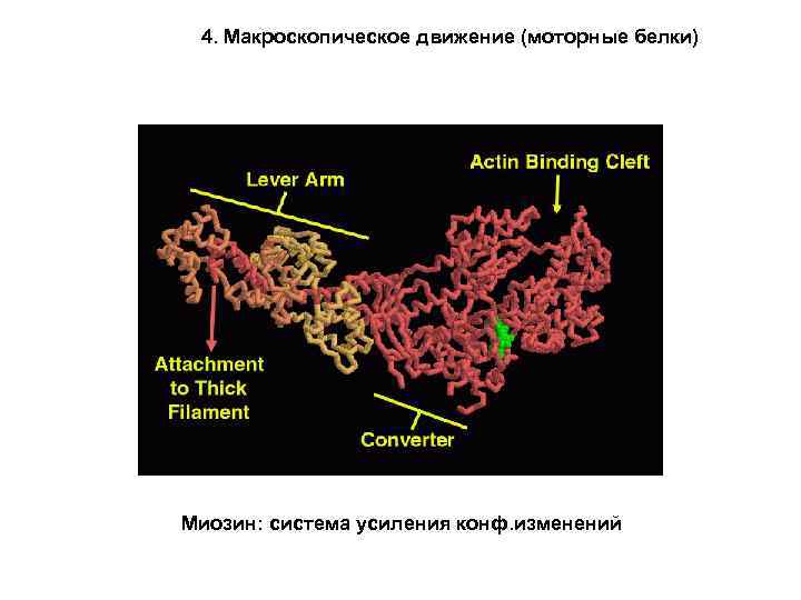 4. Макроскопическое движение (моторные белки) Миозин: система усиления конф. изменений 