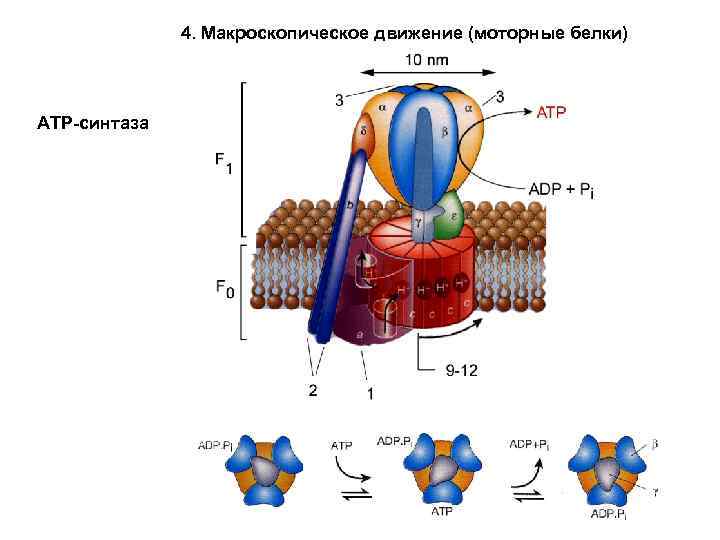 4. Макроскопическое движение (моторные белки) АТР-синтаза 