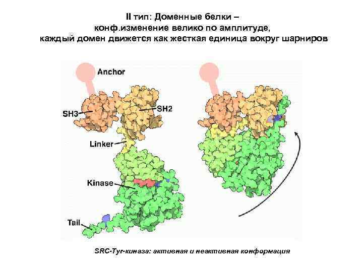 II тип: Доменные белки – конф. изменение велико по амплитуде, каждый домен движется как