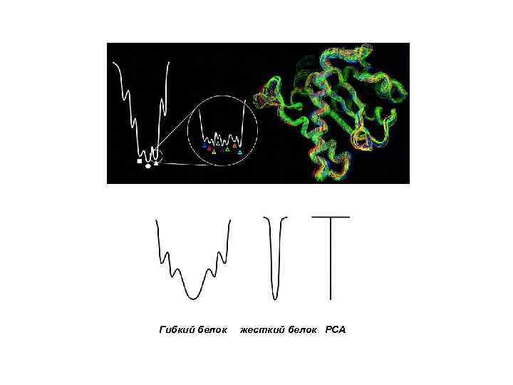 Гибкий белок жесткий белок РСА 