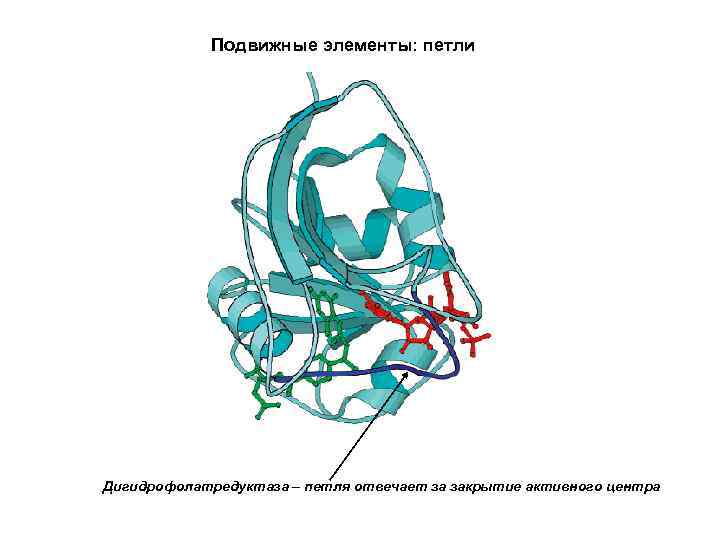 Подвижные элементы: петли Дигидрофолатредуктаза – петля отвечает за закрытие активного центра 