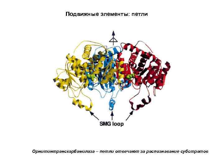 Подвижные элементы: петли Орнитинтранскарбамилаза – петли отвечают за распознавание субстратов 