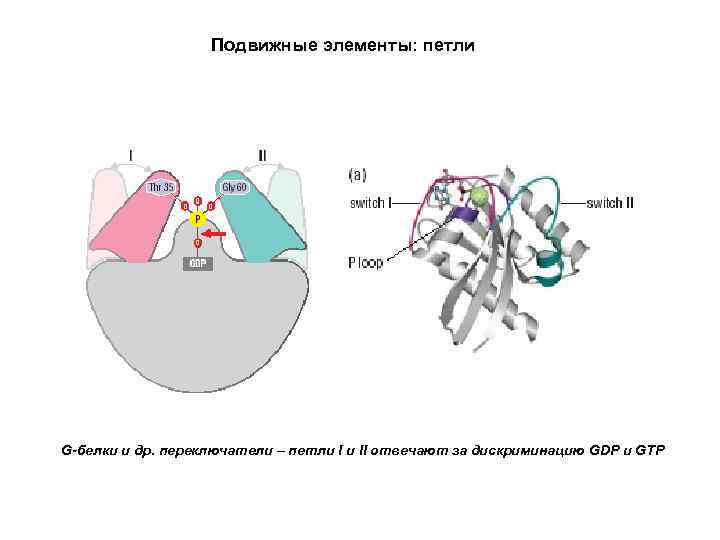 Подвижные элементы: петли G-белки и др. переключатели – петли I и II отвечают за