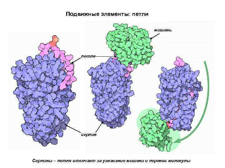 Подвижные элементы: петли мишень петля серпин Серпины – петля отвечает за узнавание мишени и