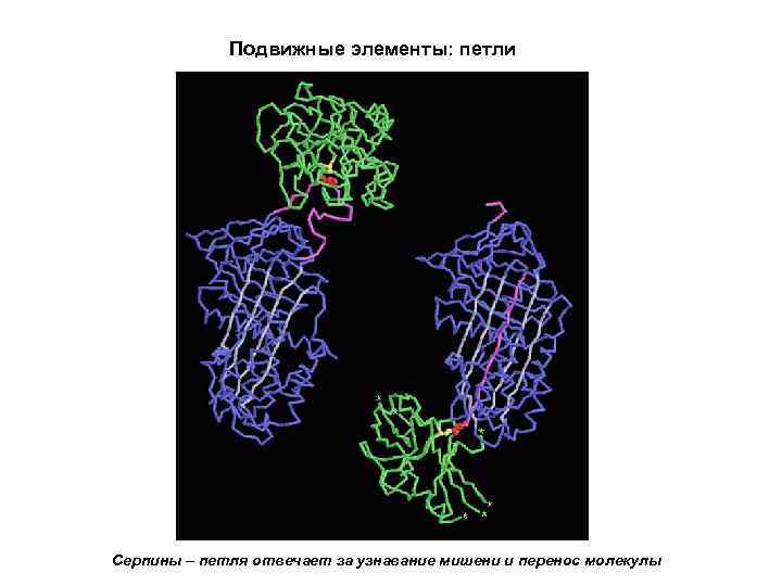Подвижные элементы: петли Серпины – петля отвечает за узнавание мишени и перенос молекулы 