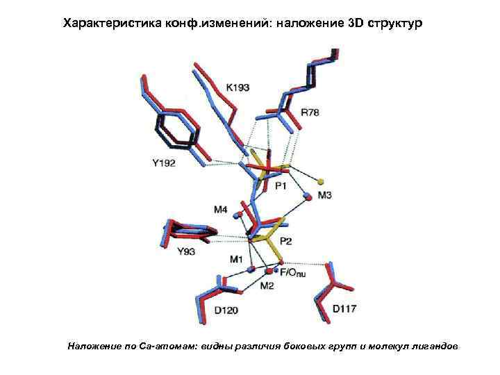 Характеристика конф. изменений: наложение 3 D структур Наложение по Са-атомам: видны различия боковых групп