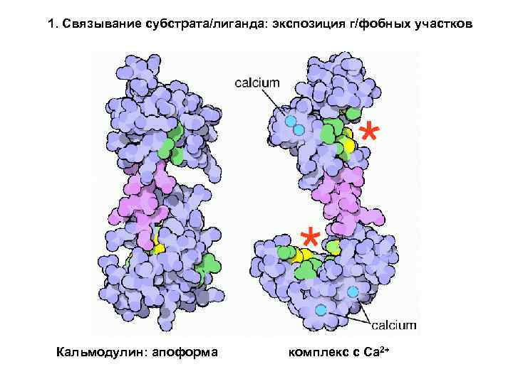 1. Связывание субстрата/лиганда: экспозиция г/фобных участков Кальмодулин: апоформа комплекс с Ca 2+ 