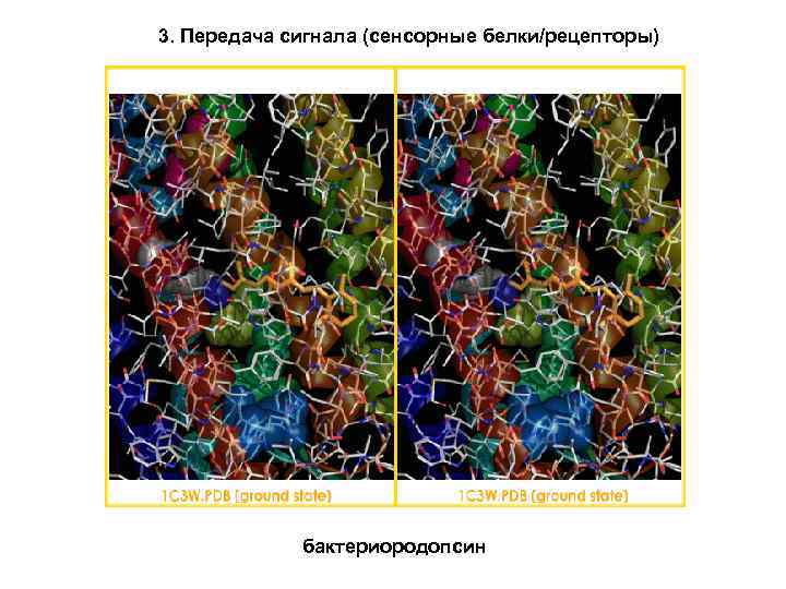 3. Передача сигнала (сенсорные белки/рецепторы) бактериородопсин 