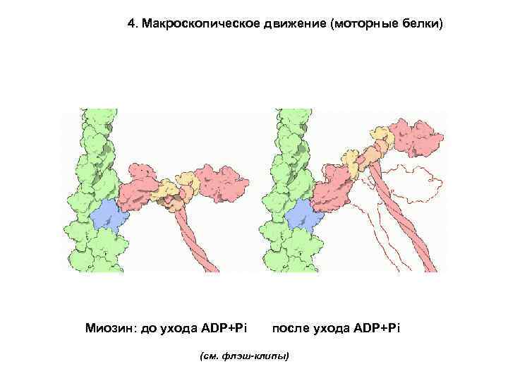 4. Макроскопическое движение (моторные белки) Миозин: до ухода ADP+Pi после ухода ADP+Pi (см. флэш-клипы)