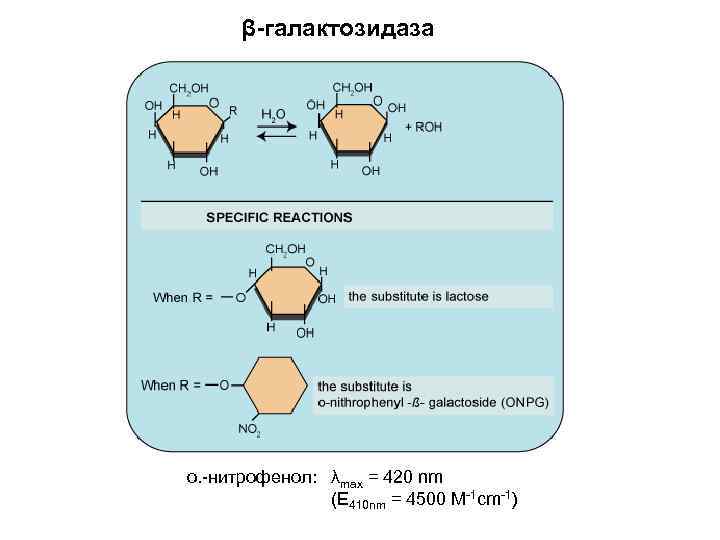 β-галактозидаза о. -нитрофенол: λmax = 420 nm (E 410 nm = 4500 M-1 cm-1)