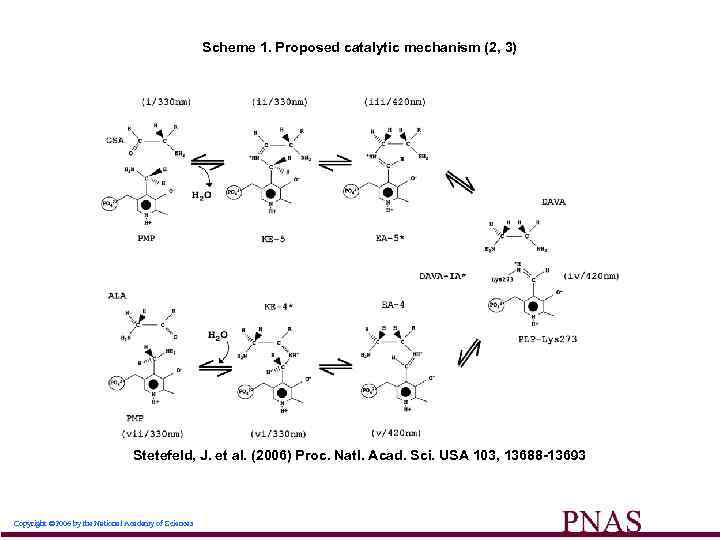 Scheme 1. Proposed catalytic mechanism (2, 3) Stetefeld, J. et al. (2006) Proc. Natl.