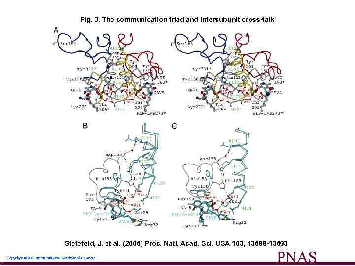 Fig. 3. The communication triad and intersubunit cross-talk Stetefeld, J. et al. (2006) Proc.