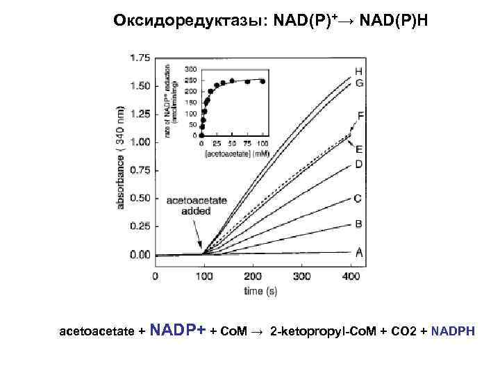 Оксидоредуктазы: NAD(P)+→ NAD(P)H acetoacetate + NADP+ + Co. M → 2 -ketopropyl-Co. M +