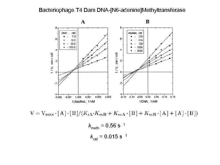 Bacteriophage T 4 Dam DNA-[N 6 -adenine]Methyltransferase kmeth = 0. 56 s 1 kcat