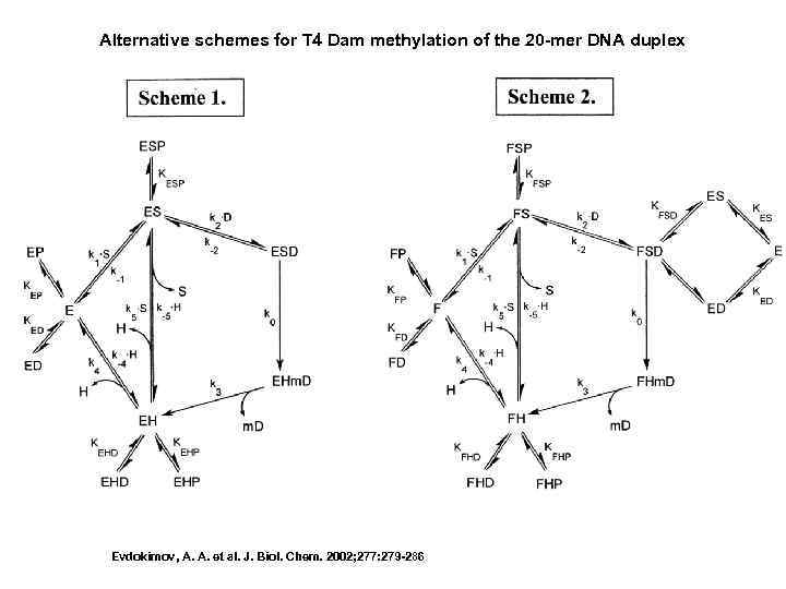 Alternative schemes for T 4 Dam methylation of the 20 -mer DNA duplex Evdokimov,