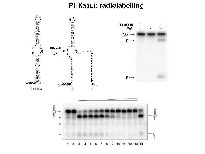 РНКазы: radiolabelling 