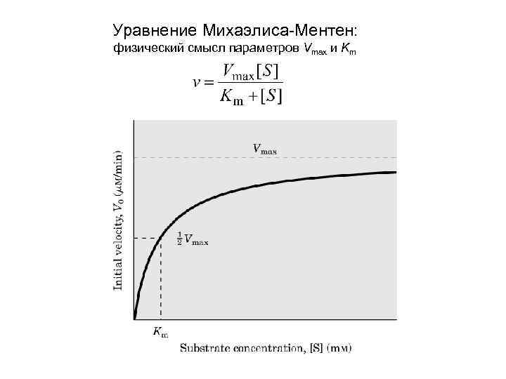 Уравнение Михаэлиса-Ментен: физический смысл параметров Vmax и Km 