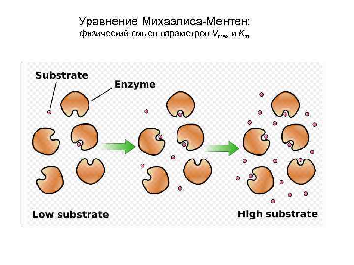 Уравнение Михаэлиса-Ментен: физический смысл параметров Vmax и Km 
