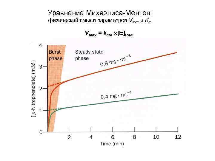 Уравнение Михаэлиса-Ментен: физический смысл параметров Vmax и Km Vmax = kcat [E]total 