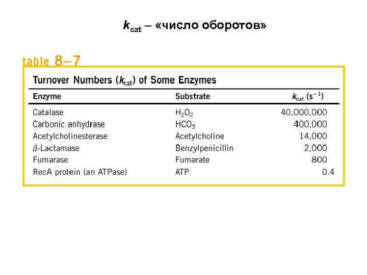 kcat – «число оборотов» 