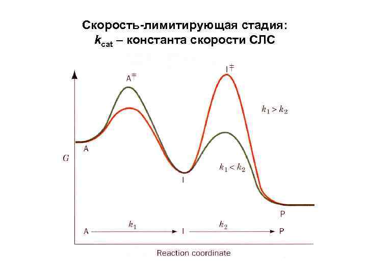 Скорость-лимитирующая стадия: kcat – константа скорости СЛС 