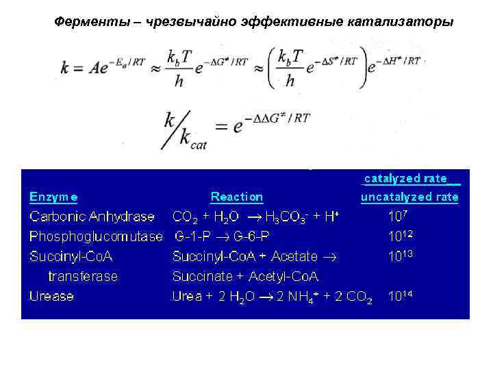 Ферменты – чрезвычайно эффективные катализаторы 