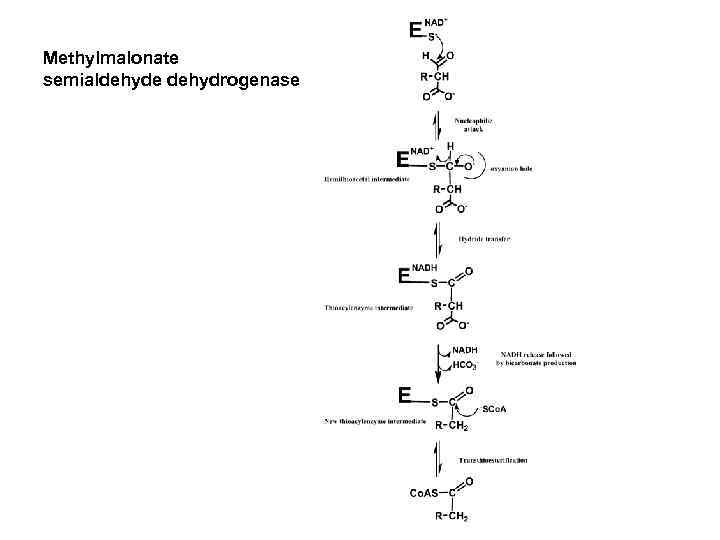 Мethylmalonate semialdehyde dehydrogenase 