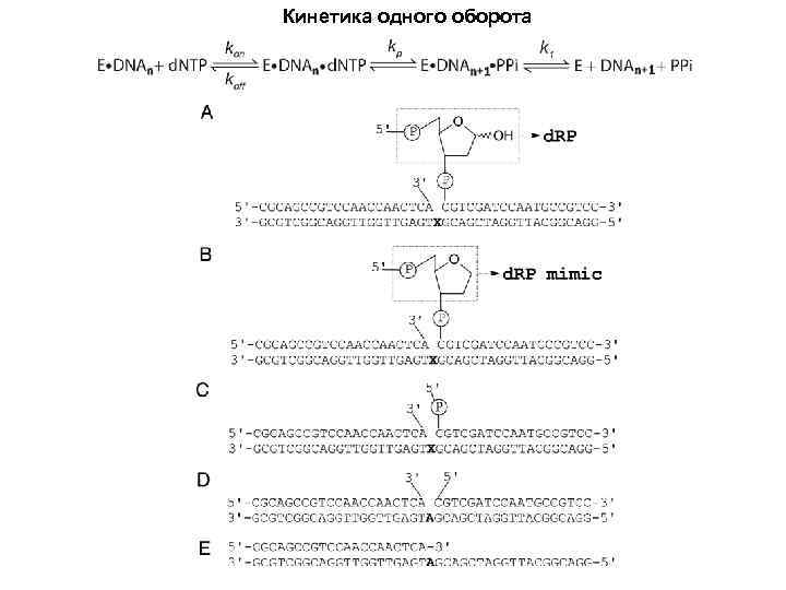 Кинетика одного оборота 