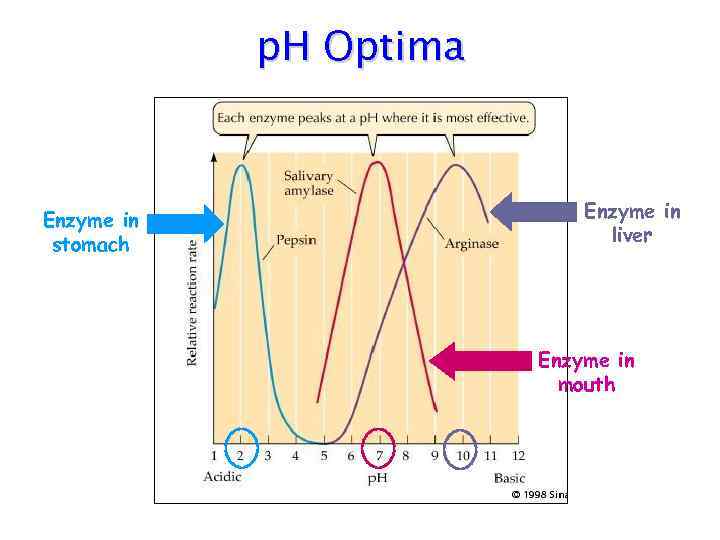 p. H Optima Enzyme in stomach Enzyme in liver Enzyme in mouth 