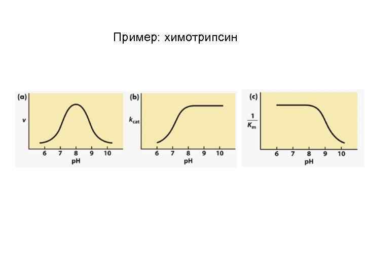 Пример: химотрипсин 