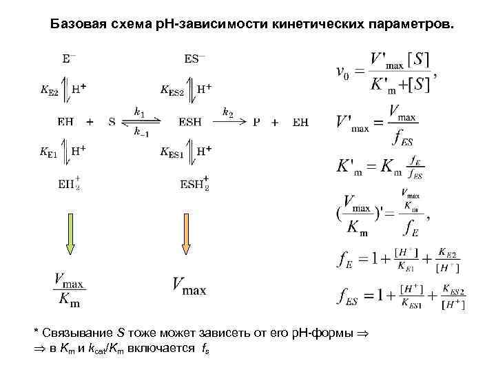 Базовая схема р. Н-зависимости кинетических параметров. * Связывание S тоже может зависеть от его