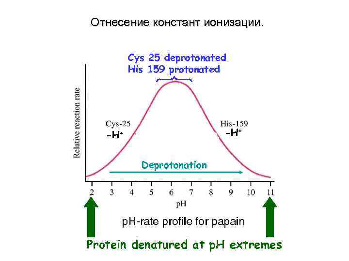 Отнесение констант ионизации. Cys 25 deprotonated His 159 protonated -H+ Deprotonation Protein denatured at