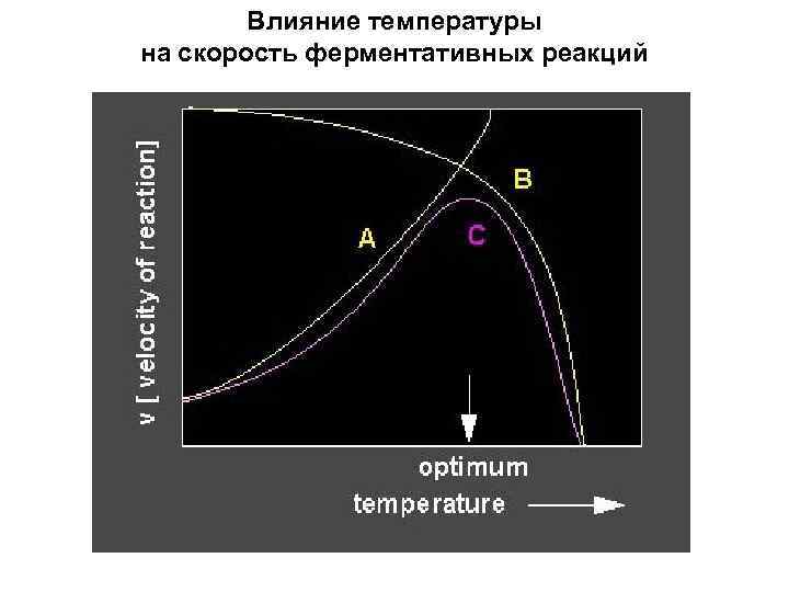 Влияние температуры на скорость ферментативных реакций 