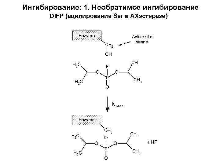 Ингибирование: 1. Необратимое ингибирование DIFP (ацилирование Ser в АХэстеразе) 