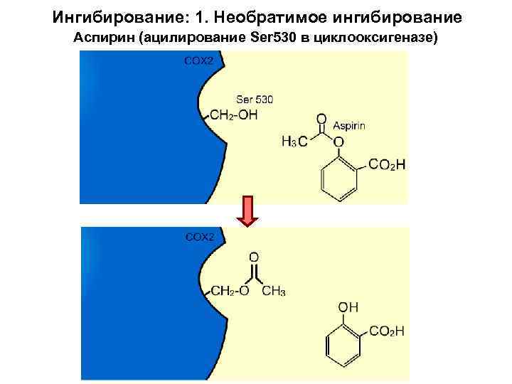 Ингибирование: 1. Необратимое ингибирование Аспирин (ацилирование Ser 530 в циклооксигеназе) 