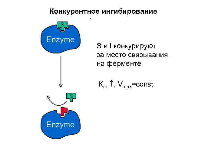 Конкурентное ингибирование S и I конкурируют за место связывания на ферменте Km , Vmax=const