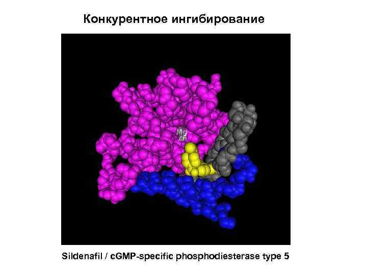 Конкурентное ингибирование Sildenafil / c. GMP-specific phosphodiesterase type 5 