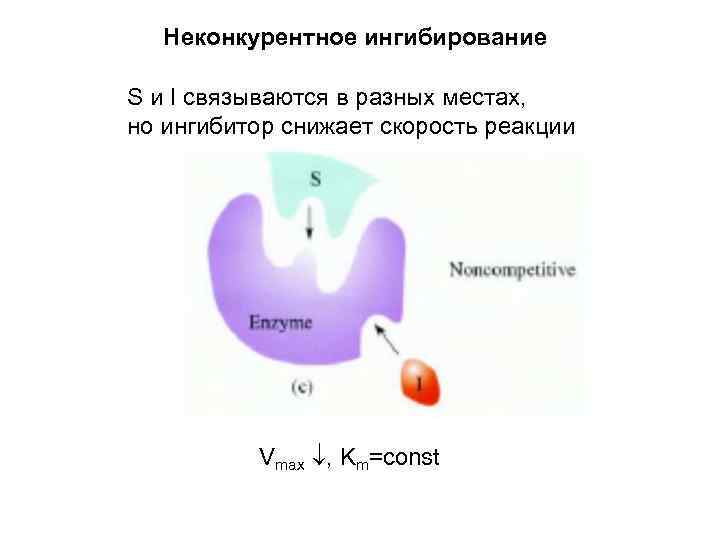 Неконкурентное ингибирование S и I связываются в разных местах, но ингибитор снижает скорость реакции