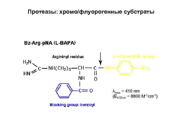 Протеазы: хромо/флуорогенные субстраты λmax = 410 nm (E 410 nm = 8800 M-1 cm-1)