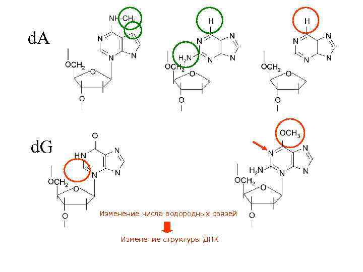 d. A d. G Изменение числа водородных связей Изменение структуры ДНК 