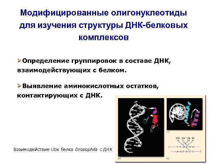 Модифицированные олигонуклеотиды для изучения структуры ДНК-белковых комплексов ØОпределение группировок в составе ДНК, взаимодействующих с