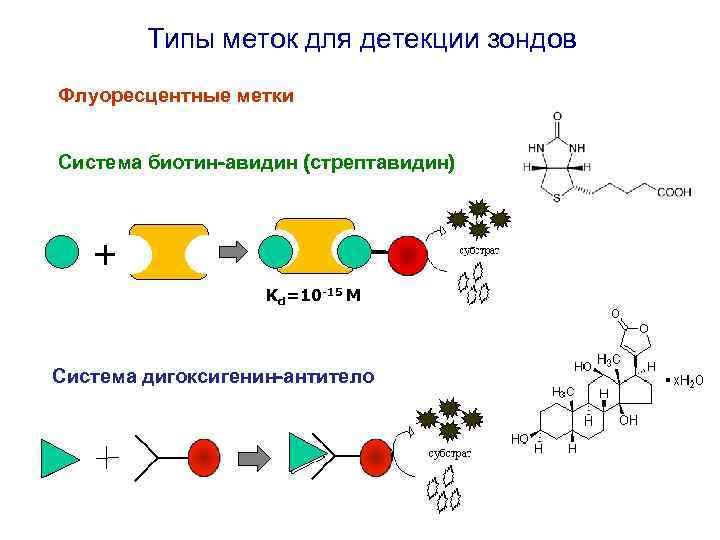 Типы меток для детекции зондов Флуоресцентные метки Система биотин-авидин (стрептавидин) + Kd=10 -15 M