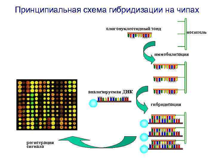 Молекулярная биология схемы