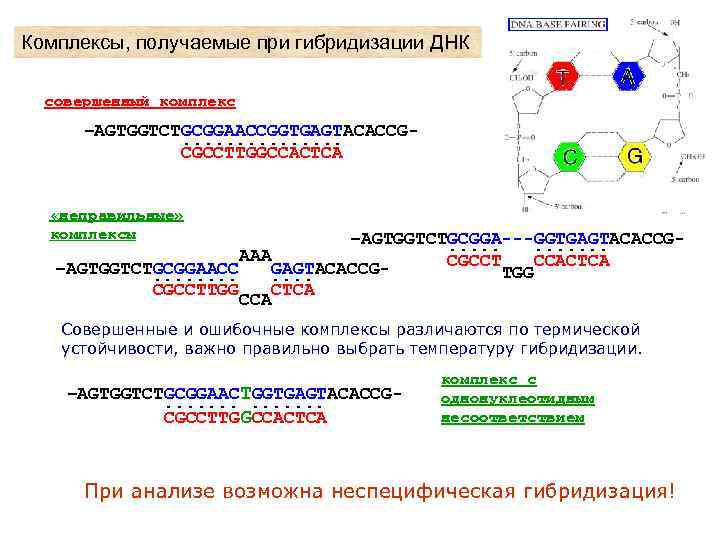 Получение комплексов. Гибридизация олигонуклеотидов. Олигонуклеотиды РНК. Молекулярная биология и синтетические олигонуклеотиды.