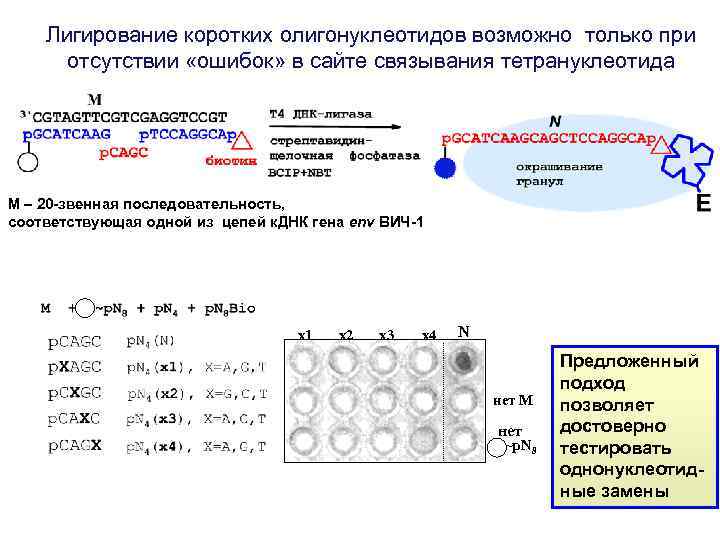 Лигирование коротких олигонуклеотидов возможно только при отсутствии «ошибок» в сайте связывания тетрануклеотида М –